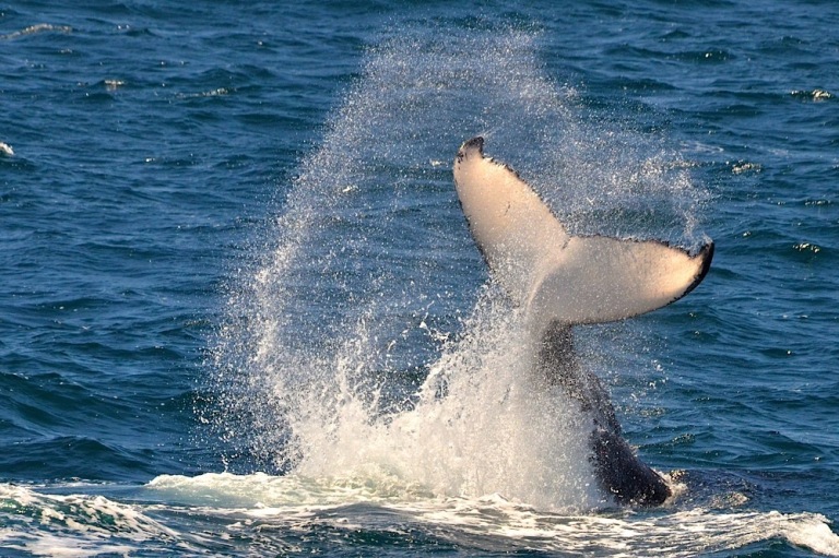 Whale Watching Gold Coast School Holiday Activities